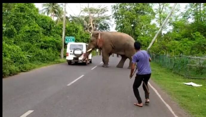 খাবারের সন্ধানে রাজ্য সড়কে দাঁতাল হাতি, আতঙ্ক ছড়াল ঝাড়গ্রামে