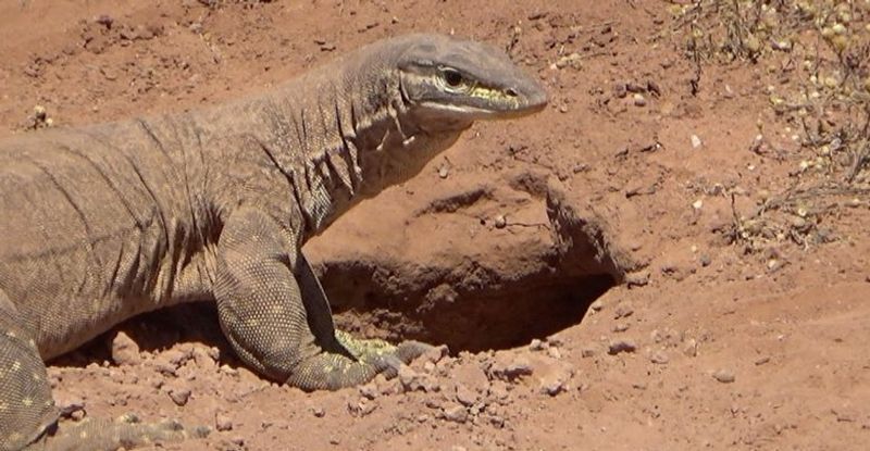 6 feet Long Bengal monitor Found in Kondu kuri Reserve Forest