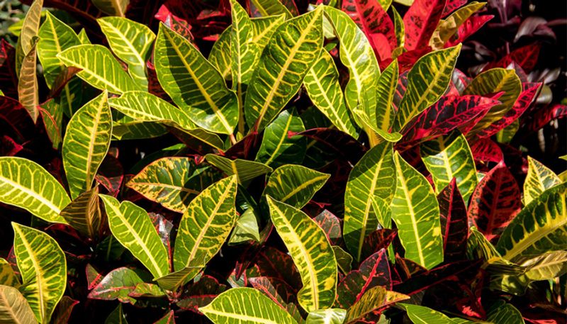 croton plant indoor and outdoor