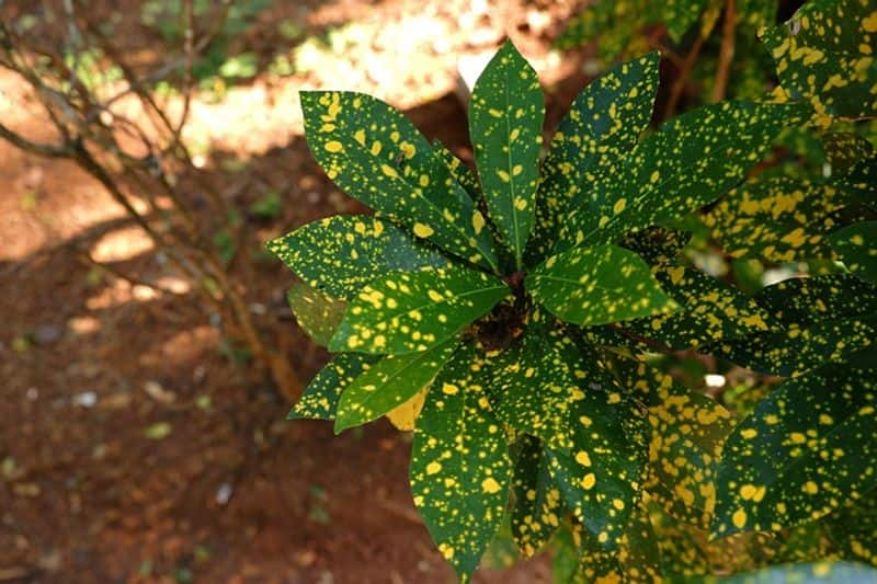 croton plant indoor and outdoor