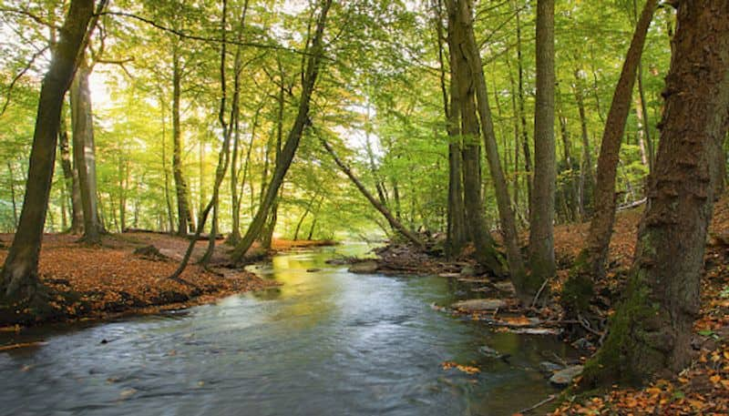 Its time for nature An insight into the urban biodiversity