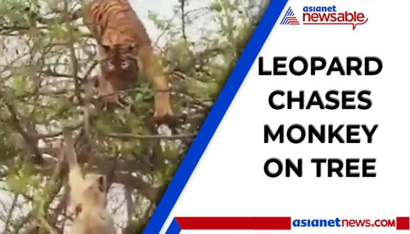 Watch Leopard chases monkey on tree; video goes viral