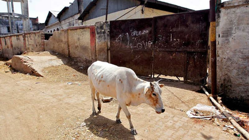 Man arrested for injuring pregnant cow by feeding explosive mixed eatables in Himachal Pradesh