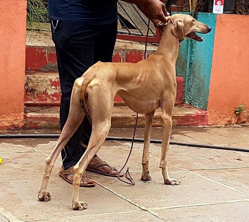 sandeep about different types of dogs