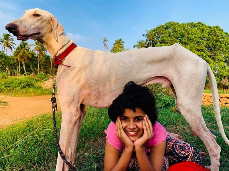 sandeep about different types of dogs