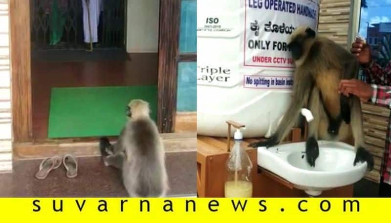 Dandeli Injured Moneky Visits Hospital For Treatment