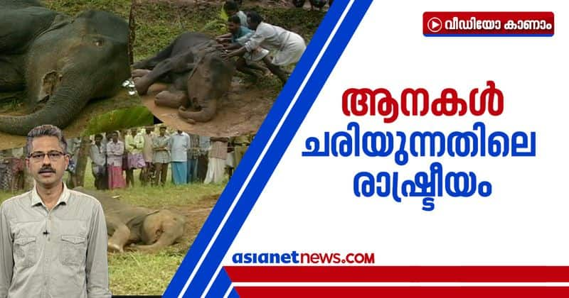 wild elephant dies in kerala 20 years before by crackers stuffed food