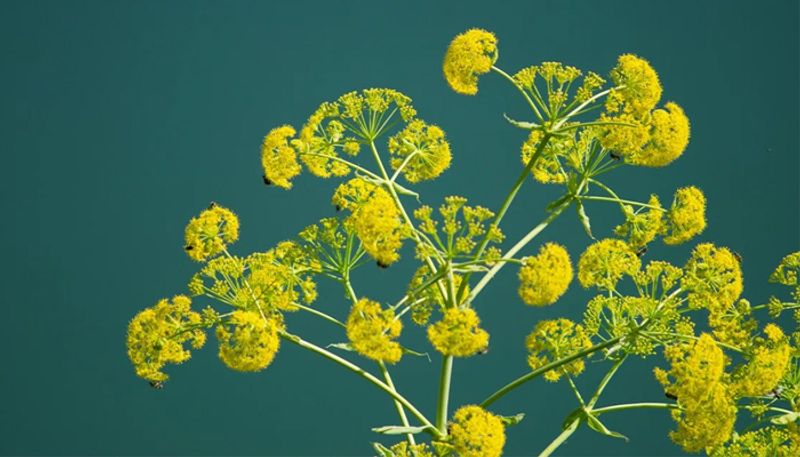 how to grow Asafoetida