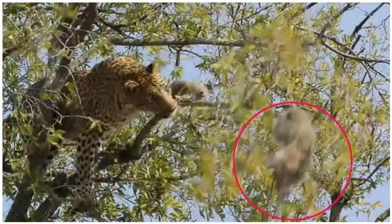 leopard trying to shake the monkey from tree for food video went viral again