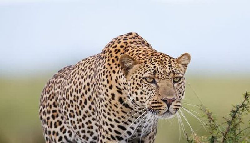 Leopard lynched, its teeth and claws plucked as cruelty to animals continues in India