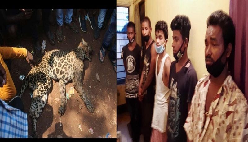 Leopard lynched its teeth and claws plucked as cruelty to animals continues in India