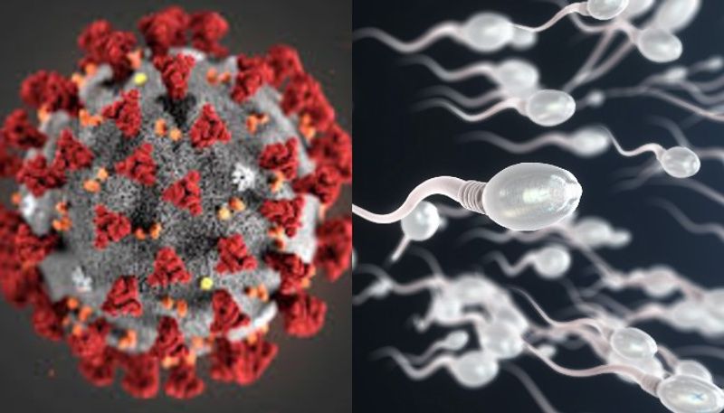 study says that coronavirus may affect male fertility