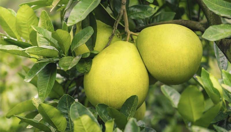 how to grow pomelo