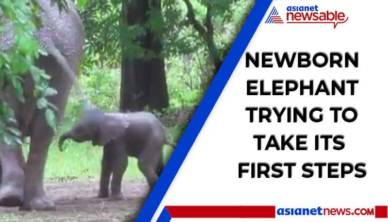 Viral video: Baby elephant takes its first steps; follows mother