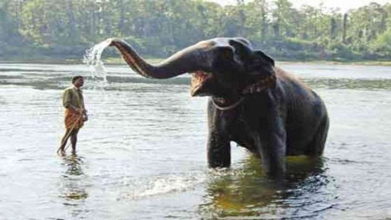 Elephant Scratches the Ear using a Stick in Bannerghatta Biological Park