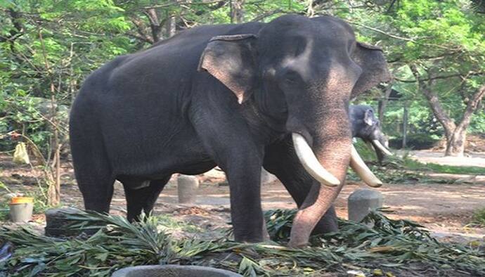 লকডাউনের শহরে নয়া আতঙ্ক, কন্টেনমেন্ট জোনের ব্যারিকেড ভাঙল হাতির দল