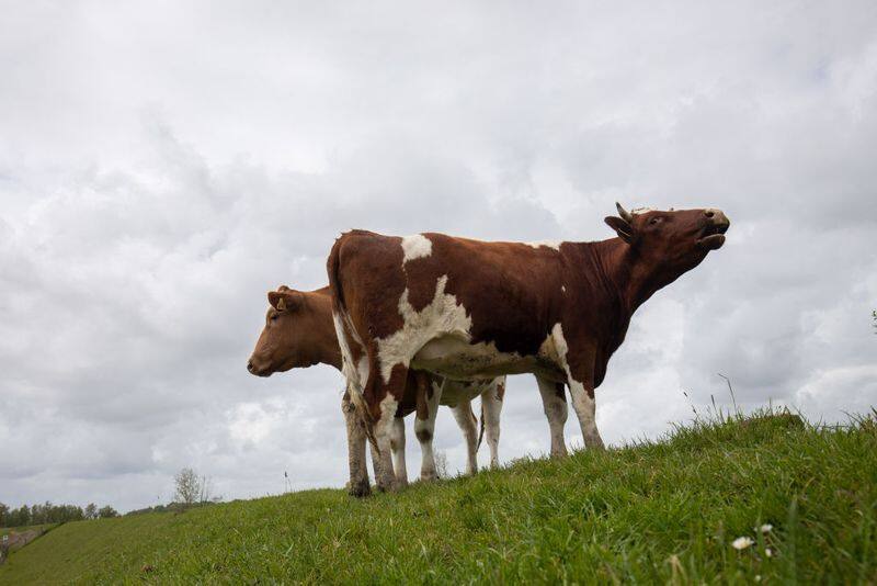 12 cow died 60 cows are ill in Chamarajnagar