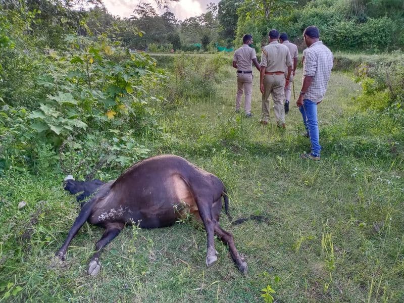 3 cows killed by keeping poison in Jack fruit in Chikkamagaluru alike Kerala Elephant death