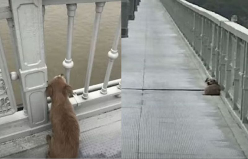 Dog waiting for its owner by a bridge for many days went viral in China