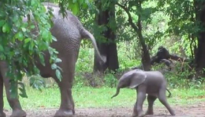 20 minute-old baby elephant dances while taking first steps