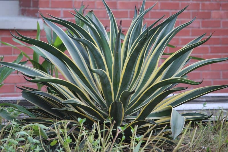 six bathroom plants