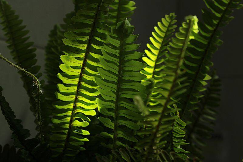 six bathroom plants