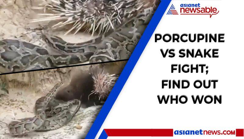 Watch Porcupine Vs snake fight; find out who won