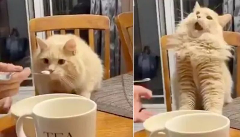 Cat tastes ice cream for the first time