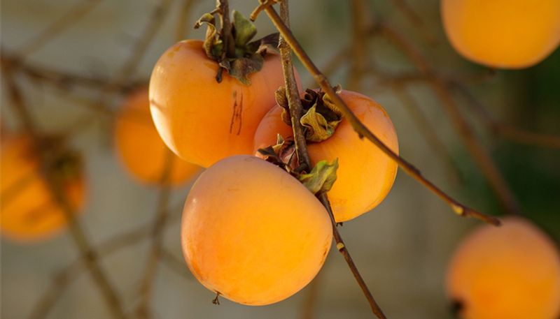 how to grow persimmon