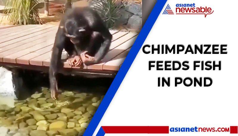 Watch Chimpanzee feeds fish in pond; netizens love video