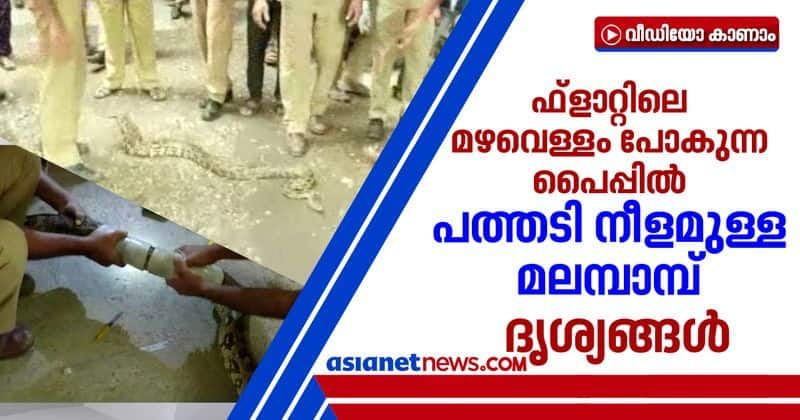 python trapped in pvc pipe rescued in kochi