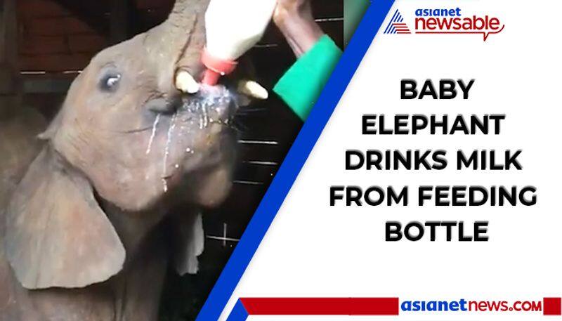 Watch Baby elephant drinks milk from feeding bottle