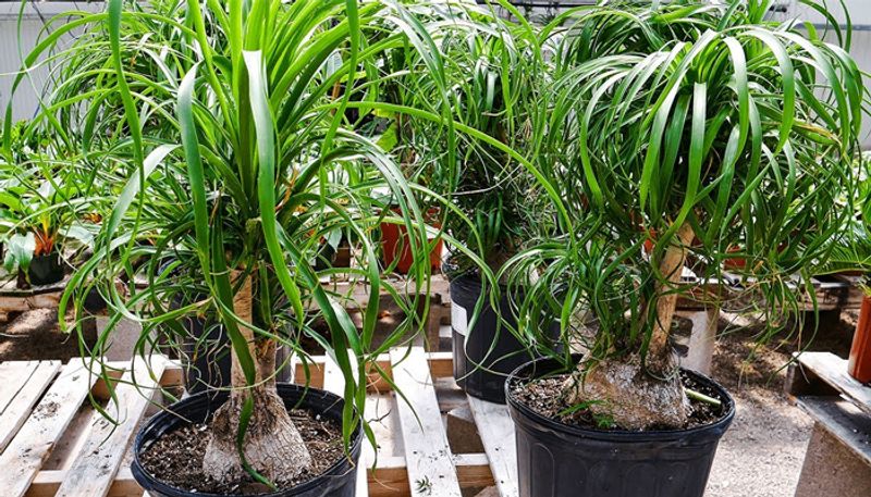 how to grow Ponytail Palm Tree in our home