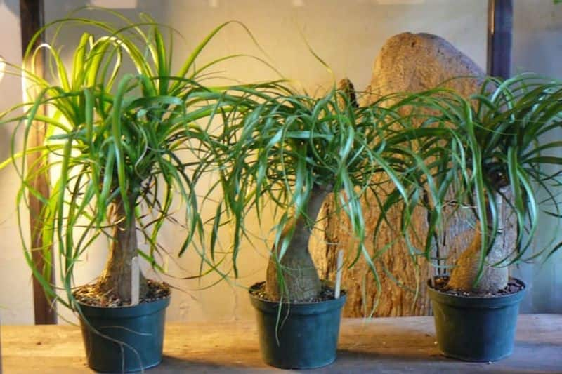 how to grow Ponytail Palm Tree in our home