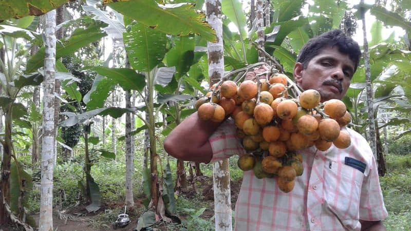 success story of farmer sidhik from nilambur