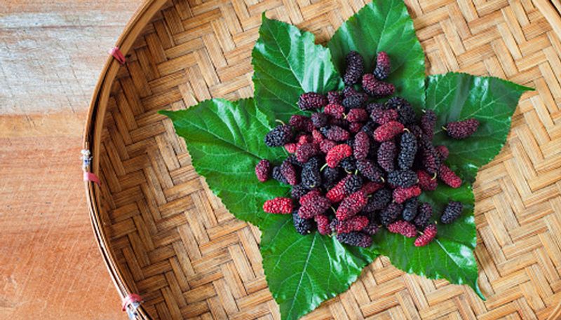 how to grow varieties of Mulberry