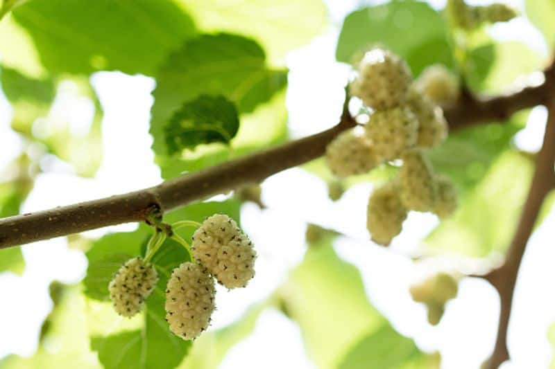 how to grow varieties of Mulberry