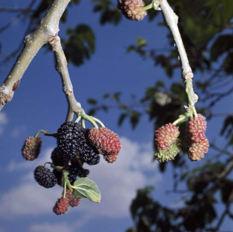 how to grow varieties of Mulberry