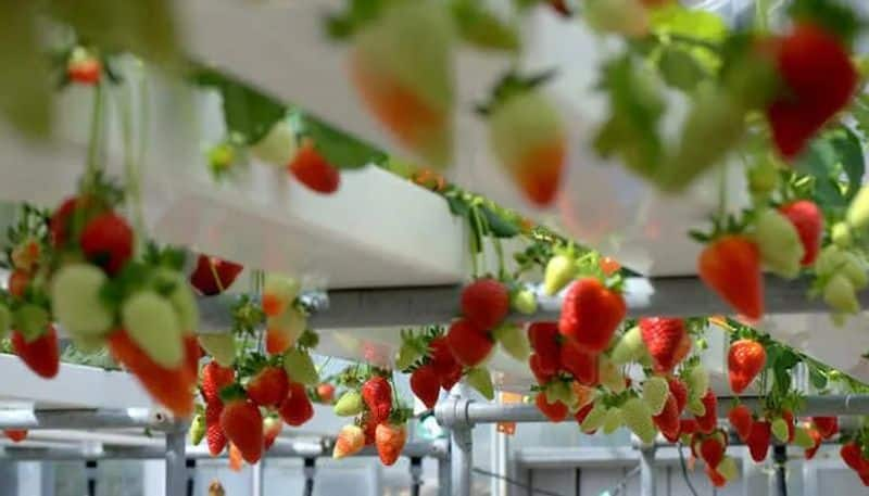 strawberry cultivation without soil