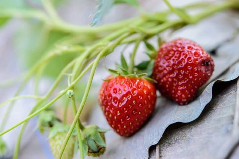 strawberry cultivation without soil