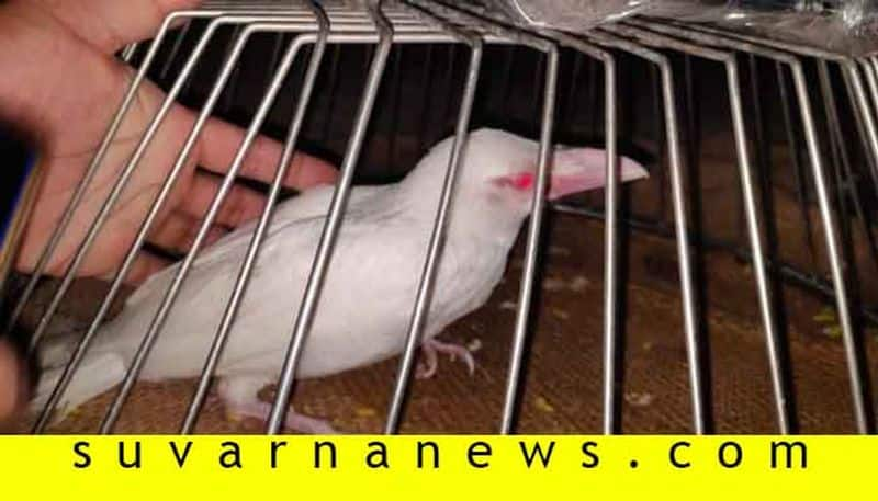 White Crow Cub Found in Karatagi in Koppal District