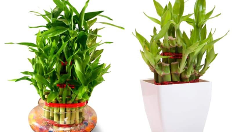 how to grow lucky bamboo