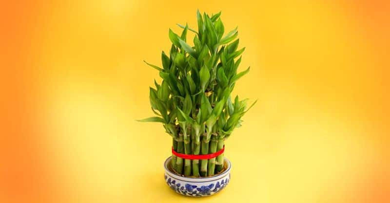 Magical Indoor Plants To Attract Joy And Money skr