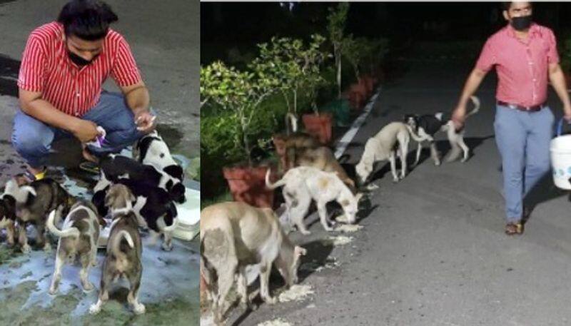 noida youth feeds 700 stray dogs in daily