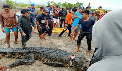 19 फीट के मगरमच्छ का पेट देख उड़े लोगों के होश, आरी से काटा तो अंदर से इस हाल में निकली मछलीवाली