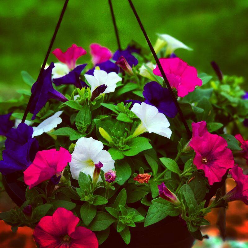 how to grow petunia and varieties