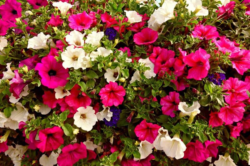 how to grow petunia and varieties