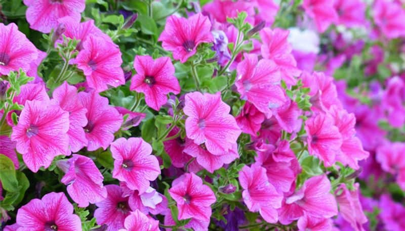 how to grow petunia and varieties