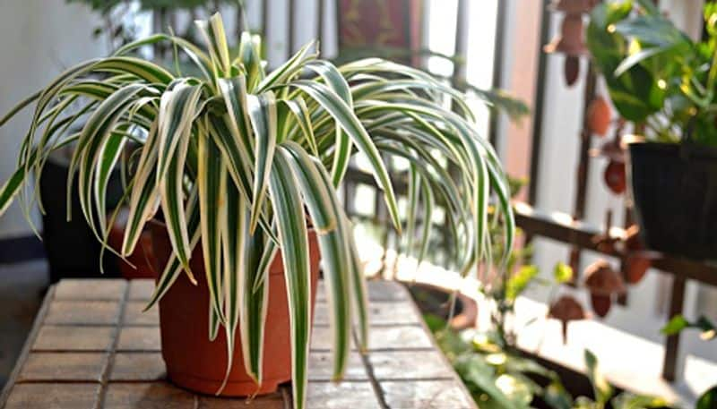 Vastu Tips Keep this plant with money plant health happines money will come skr