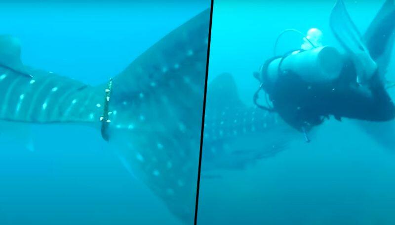 Thai divers struggle to free whale shark caught in rope (Video)